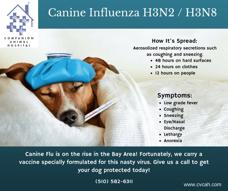 K9 Flu Vaccine Post Castro Valley Companion Animal Hospital